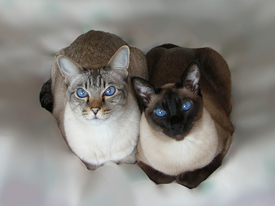 Sophia Michelle Delanner | About Anna... | Adam & Eve