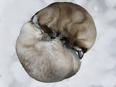 Sophia Michelle Delanner | About Anna... | Adam & Eve