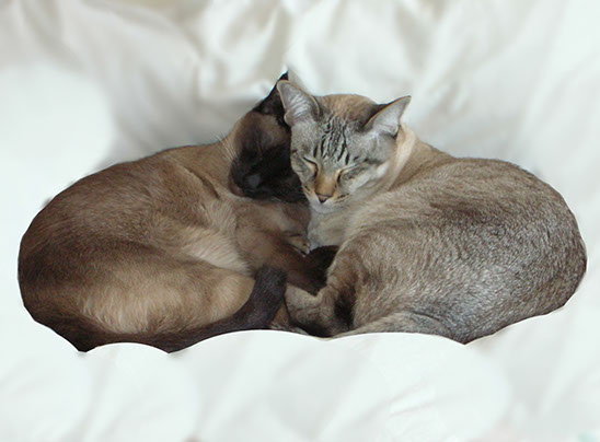 Sophia Michelle Delanner | About Anna... | Adam & Eve