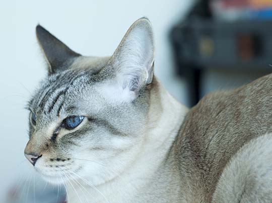 Sophia Michelle Delanner | About Anna... | Adam & Eve