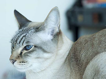 Sophia Michelle Delanner | About Anna... | Adam & Eve