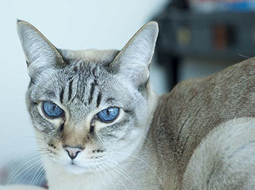 Sophia Michelle Delanner | About Anna... | Adam & Eve