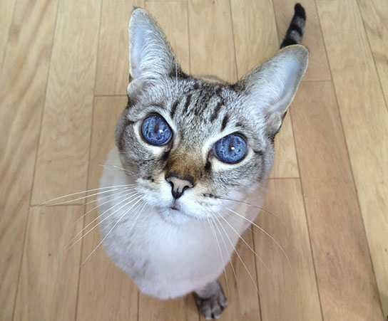 Sophia Michelle Delanner | About Anna... | Adam & Eve