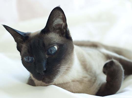 Sophia Michelle Delanner | About Anna... | Adam & Eve