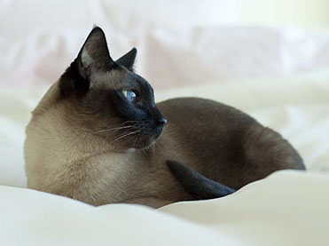 Sophia Michelle Delanner | About Anna... | Adam & Eve