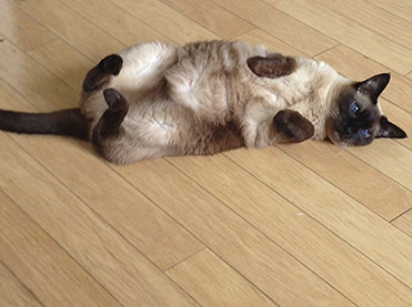 Sophia Michelle Delanner | About Anna... | Adam & Eve